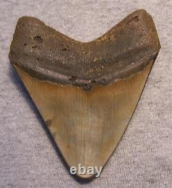 Megalodon Shark Tooth Shark Teeth Fossil Stunning Color 4 1/4 Polished Jaw