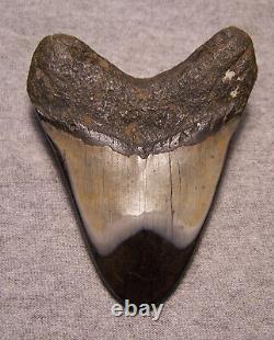 Megalodon Shark Tooth Shark Teeth Fossil Stunning Color 4 1/8 Huge Polished Jaw
