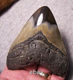 Megalodon Shark Tooth Shark Teeth Fossil Stunning Color 4 3/16 Diamond Polished