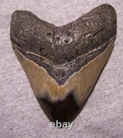 Megalodon Shark Tooth Shark Teeth Fossil Stunning Color 4 3/16 Diamond Polished