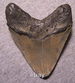 Megalodon Shark Tooth Shark Teeth Fossil Stunning Color 4 3/16 Diamond Polished