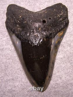 Megalodon Shark Tooth Shark Teeth Fossil Stunning Color 4 3/4 Diamond Polished