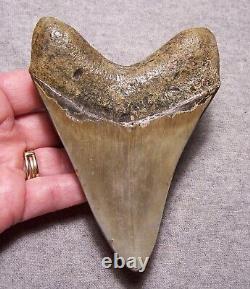 Megalodon Shark Tooth Shark Teeth Fossil Stunning Color 4 5/8 Polished Giant