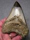Megalodon Shark Tooth Shark Teeth Fossil Stunning Color 4 5/8 Polished Jaw
