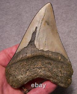 Megalodon Shark Tooth Shark Teeth Fossil Stunning Color 4 5/8 Polished Jaw