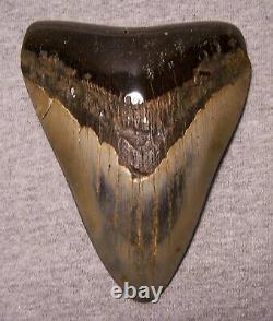 Megalodon Shark Tooth Shark Teeth Fossil Stunning Color 4 5/8 Polished Jaw Big