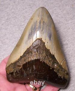 Megalodon Shark Tooth Shark Teeth Fossil Stunning Color 4 5/8 Polished Jaw Big