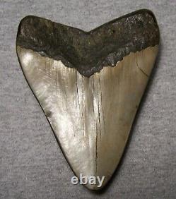 Megalodon Shark Tooth Shark Teeth Fossil Stunning Color 4 5/8 Polished Jaw Big