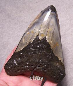 Megalodon Shark Tooth Shark Teeth Fossil Stunning Color 4 7/8 Big Polished Gem