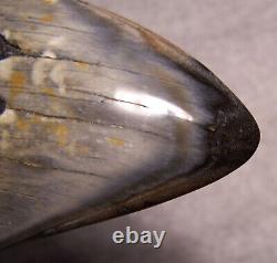 Megalodon Shark Tooth Shark Teeth Fossil Stunning Color 4 7/8 Big Polished Gem