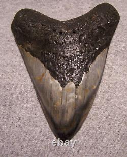 Megalodon Shark Tooth Shark Teeth Fossil Stunning Color 4 7/8 Big Polished Gem
