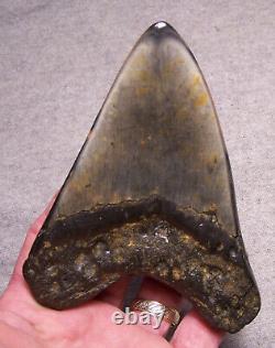 Megalodon Shark Tooth Shark Teeth Fossil Stunning Color 4 7/8 Big Polished Gem