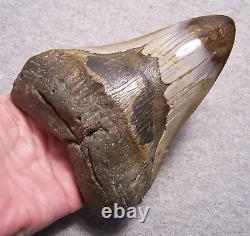 Megalodon Shark Tooth Shark Teeth Fossil Stunning Color 4 7/8 Diamond Polished