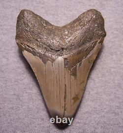 Megalodon Shark Tooth Shark Teeth Fossil Stunning Color 4 7/8 Diamond Polished