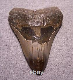 Megalodon Shark Tooth Shark Teeth Fossil Stunning Color 4 7/8 Diamond Polished