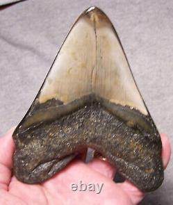 Megalodon Shark Tooth Shark Teeth Fossil Stunning Color 4 7/8 Diamond Polished