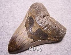 Megalodon Shark Tooth Shark Teeth Fossil Stunning Color 4 7/8 Diamond Polished