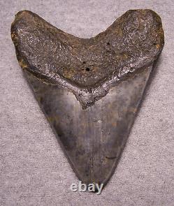 Megalodon Shark Tooth Shark Teeth Fossil Stunning Color 4 7/8 Huge Polished Jaw