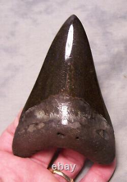 Megalodon Shark Tooth Shark Teeth Fossil Stunning Color 4 9/16 XXL Polished Jaw