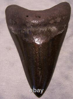 Megalodon Shark Tooth Shark Teeth Fossil Stunning Color 4 9/16 XXL Polished Jaw