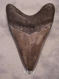 Megalodon Shark Tooth Shark Teeth Fossil Stunning Color 4 9/16 XXL Polished Jaw