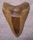 Megalodon Shark Tooth Shark Teeth Fossil Stunning Color 4 Polished Jaw
