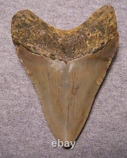 Megalodon Shark Tooth Shark Teeth Fossil Stunning Color 4 Polished Jaw