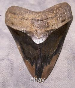 Megalodon Shark Tooth Shark Teeth Fossil Stunning Color 5 1/16 Polished Jaw