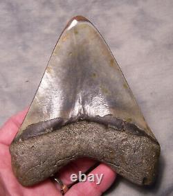 Megalodon Shark Tooth Shark Teeth Fossil Stunning Color 5 1/16 Polished Jaw