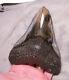 Megalodon Shark Tooth Shark Teeth Fossil Stunning Color 5 1/2 Polished Jaw