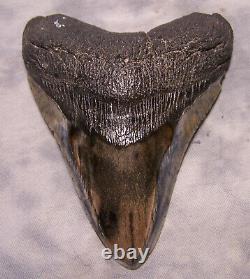 Megalodon Shark Tooth Shark Teeth Fossil Stunning Color 5 1/2 Polished Jaw