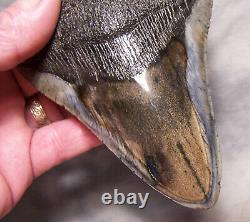 Megalodon Shark Tooth Shark Teeth Fossil Stunning Color 5 1/2 Polished Jaw