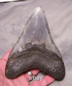 Megalodon Shark Tooth Shark Teeth Fossil Stunning Color 5 1/2 Polished Jaw