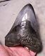Megalodon Shark Tooth Shark Teeth Fossil Stunning Color 5 1/4 Polished Jaw
