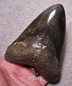 Megalodon Shark Tooth Shark Teeth Fossil Stunning Color 5 1/4 Polished Jaw