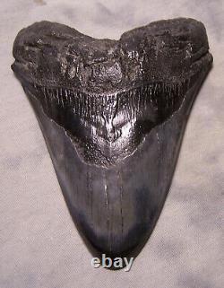 Megalodon Shark Tooth Shark Teeth Fossil Stunning Color 5 1/4 Polished Jaw