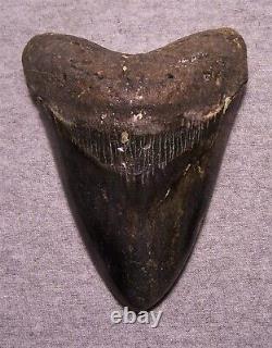 Megalodon Shark Tooth Shark Teeth Fossil Stunning Color 5 1/4 Polished Jaw