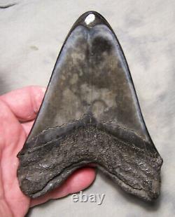 Megalodon Shark Tooth Shark Teeth Fossil Stunning Color 5 1/4 Polished Jaw