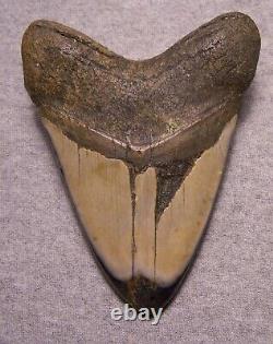 Megalodon Shark Tooth Shark Teeth Fossil Stunning Color 5 1/4 Polished Jaw