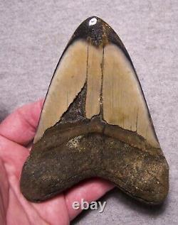 Megalodon Shark Tooth Shark Teeth Fossil Stunning Color 5 1/4 Polished Jaw