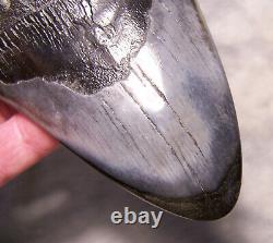 Megalodon Shark Tooth Shark Teeth Fossil Stunning Color 5 1/4 Polished Jaw