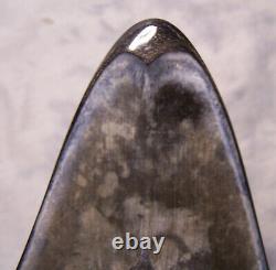 Megalodon Shark Tooth Shark Teeth Fossil Stunning Color 5 1/4 Polished Jaw