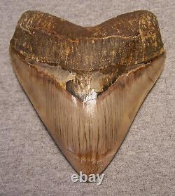 Megalodon Shark Tooth Shark Teeth Fossil Stunning Color 5 1/4 Polished Jaw Indo