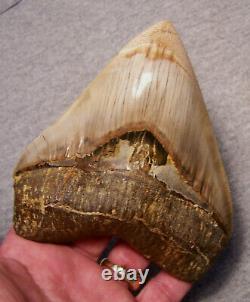 Megalodon Shark Tooth Shark Teeth Fossil Stunning Color 5 1/4 Polished Jaw Indo