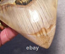 Megalodon Shark Tooth Shark Teeth Fossil Stunning Color 5 1/4 Polished Jaw Indo