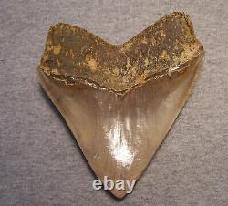 Megalodon Shark Tooth Shark Teeth Fossil Stunning Color 5 1/4 Polished Jaw Indo