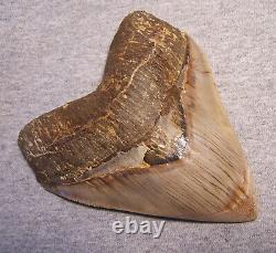 Megalodon Shark Tooth Shark Teeth Fossil Stunning Color 5 1/4 Polished Jaw Indo