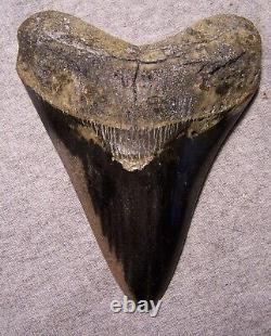 Megalodon Shark Tooth Shark Teeth Fossil Stunning Color 5 3/16 Polished Jaw