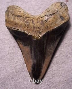 Megalodon Shark Tooth Shark Teeth Fossil Stunning Color 5 3/16 Polished Jaw