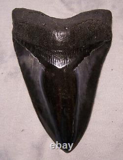 Megalodon Shark Tooth Shark Teeth Fossil Stunning Color 5 3/16 Serrated Jaw